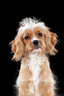 Designer: DOG - Cavapoo