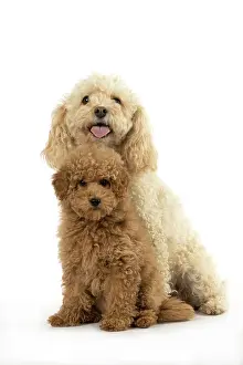 Father: DOG, CAVAPOO, ADULT & 14 WEEK OLD PUPPY, SITTING TOGETHER, CUTE