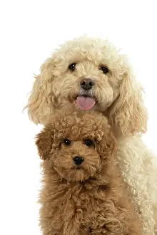 Father: DOG, CAVAPOO, ADULT & 14 WEEK OLD PUPPY, SITTING TOGETHER, CUTE