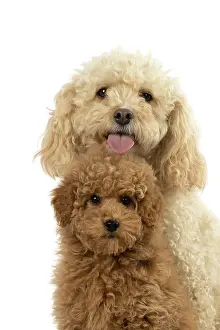 Father: DOG, CAVAPOO, ADULT & 14 WEEK OLD PUPPY, SITTING TOGETHER, CUTE