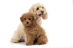 Father: DOG, CAVAPOO, ADULT & 14 WEEK OLD PUPPY, SITTING TOGETHER, CUTE