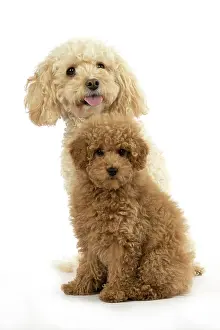 Father: DOG, CAVAPOO, ADULT & 14 WEEK OLD PUPPY, SITTING TOGETHER, CUTE