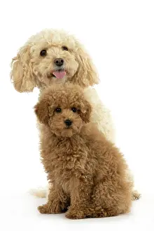 Father: DOG, CAVAPOO, ADULT & 14 WEEK OLD PUPPY, SITTING TOGETHER, CUTE