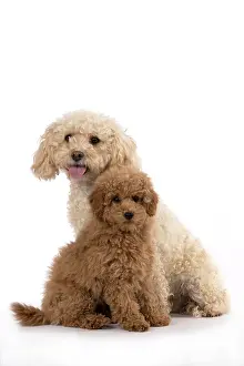 Father: DOG, CAVAPOO, ADULT & 14 WEEK OLD PUPPY, SITTING TOGETHER, CUTE