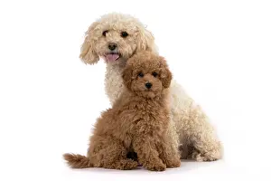 Father: DOG, CAVAPOO, ADULT & 14 WEEK OLD PUPPY, SITTING TOGETHER, CUTE