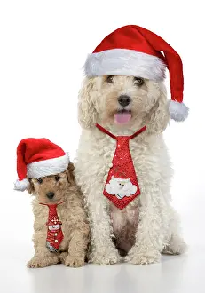 Ties: DOG. Cavapoo, adult and 6 week old puppy, studio
