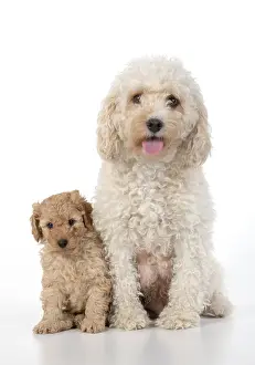221019: DOG. Cavapoo, adult and 6 week old puppy, studio