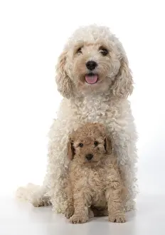 221019: DOG. Cavapoo, adult and 6 week old puppy, studio