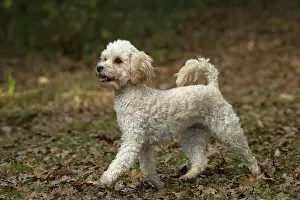 100119: DOG, Cavapoo, in autumn leaves