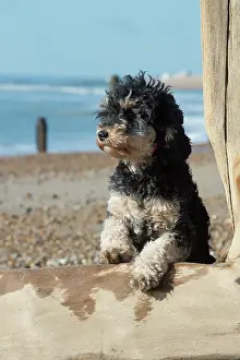 Designer: Dog Cavapoo on the beach looking over the break water