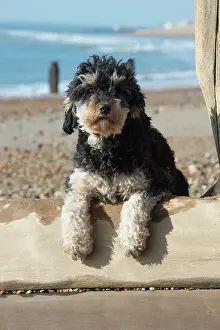 Cavapoo: Dog Cavapoo on the beach looking over the break water