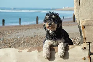 Cavapoo: Dog Cavapoo on the beach looking over the break water