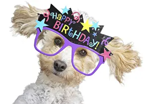260319: DOG, Cavapoo with birthday glasses DOG, Cavapoo