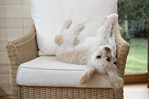 Naughty: DOG. Cavapoo on its back in a chair