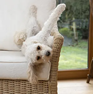 Seat: DOG. Cavapoo on its back in a chair
