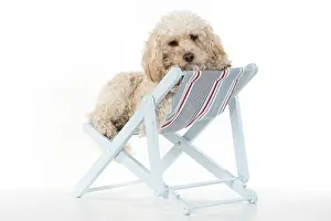 Deckchair: DOG. Cavapoo in a deck chair