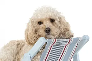 Deckchair: DOG. Cavapoo in a deck chair