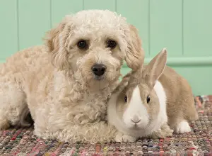 Cavapoo: DOG. Cavapoo with a dutch rabbit
