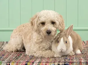 Cavapoo: DOG. Cavapoo with a dutch rabbit