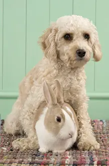 Cavapoo: DOG. Cavapoo with a dutch rabbit