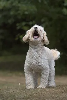 Barking: DOG. Cavapoo in a garden