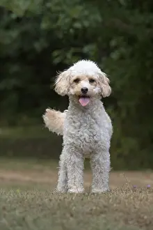 310818: DOG. Cavapoo in a garden