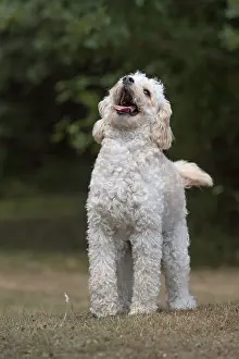 Barking: DOG. Cavapoo in a garden