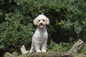 310818: DOG. Cavapoo in a garden