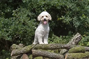 310818: DOG. Cavapoo in a garden