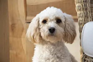 080119: DOG. Cavapoo head shot