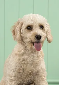 Cavapoo: DOG. Cavapoo head & shoulders, smile DOG. Cavapoo