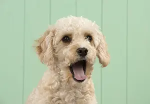 Cavapoo: DOG. Cavapoo head & shoulders, smile DOG. Cavapoo
