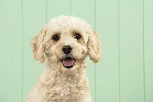 Cavapoo: DOG. Cavapoo head & shoulders, smile DOG. Cavapoo