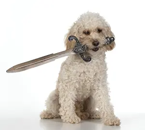 Sword: DOG. Cavapoo holding a pirates sword