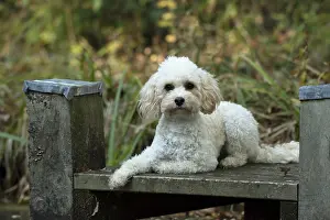100119: DOG, Cavapoo on a jetty, autumn