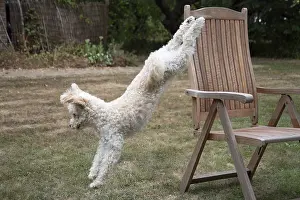 Cavapoo: DOG. Cavapoo jumping out of a garden chair