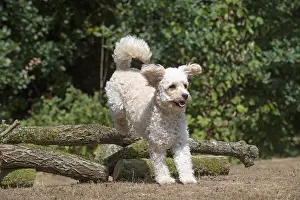 310818: DOG. Cavapoo jumping over logs