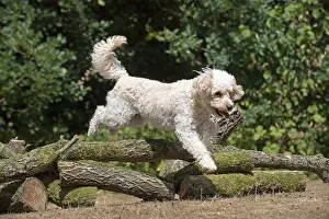 310818: DOG. Cavapoo jumping over logs