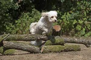 310818: DOG. Cavapoo jumping over logs