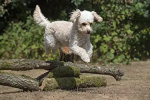 Cavapoos: DOG. Cavapoo jumping over logs
