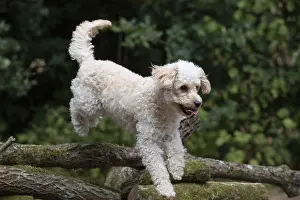 Cavapoos: DOG. Cavapoo jumping over logs
