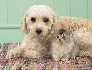 Cavapoo: DOG. Cavapoo with kitten ( 7 weeks old )