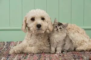 Cavapoo: DOG. Cavapoo with kitten ( 7 weeks old )