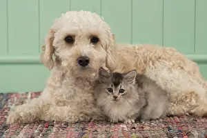 Cavapoo: DOG. Cavapoo with kitten ( 7 weeks old )