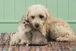 Cavapoo: DOG. Cavapoo with kitten ( 7 weeks old )