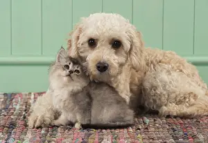 Cavapoo: DOG. Cavapoo with kitten ( 7 weeks old )