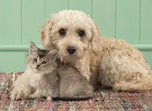 Cavapoo: DOG. Cavapoo with kitten ( 7 weeks old )