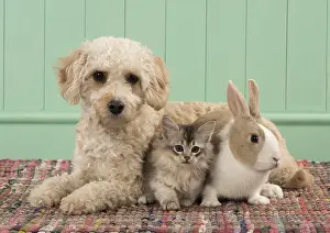 Cavapoo: DOG. Cavapoo with kitten (7 weeks old ) and a rabbit