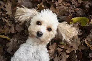 100119: DOG, Cavapoo laying in autumn leaves