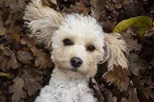100119: DOG, Cavapoo laying in autumn leaves